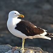 "Kelp Gull" Tsitsikamma, South Africa